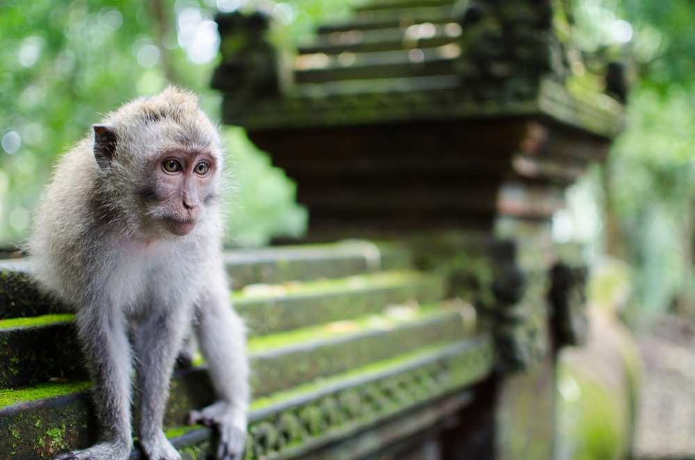 bali_affen_tempel_reisfelder-10