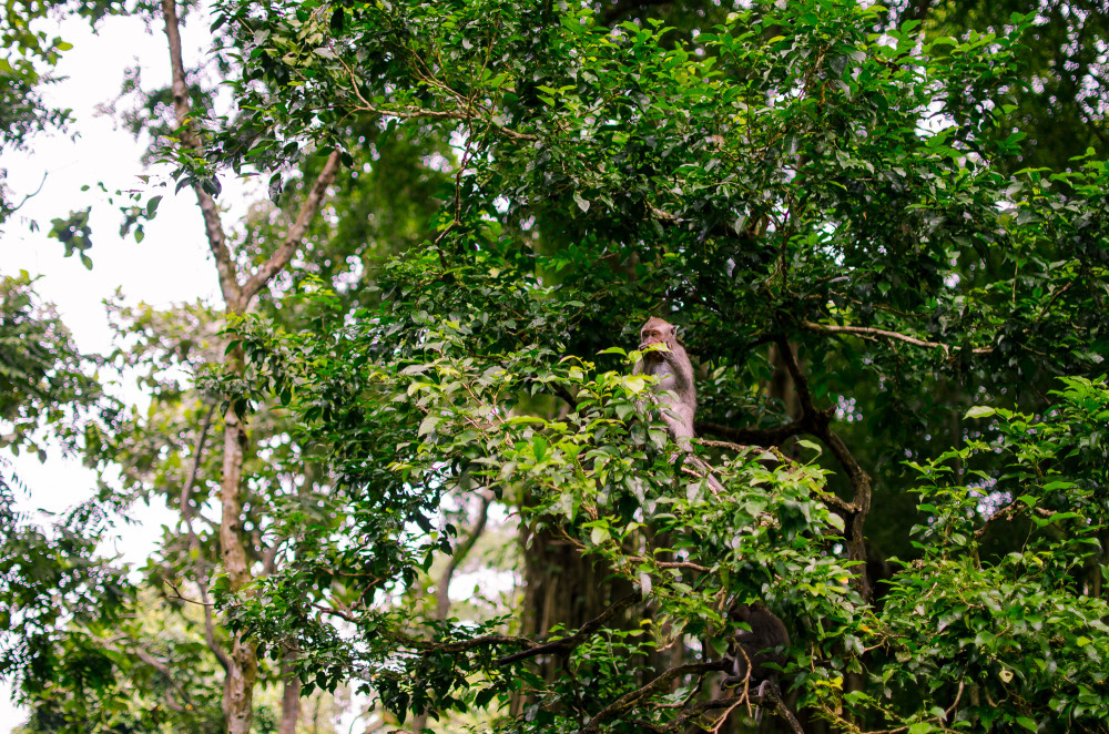 bali_affen_tempel_reisfelder