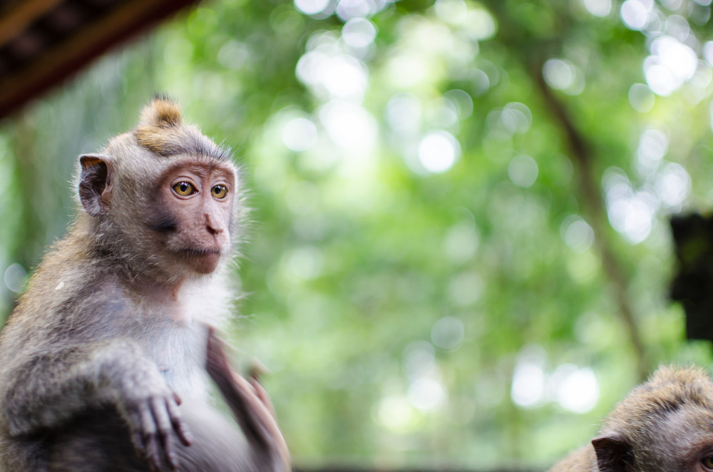 bali_affen_tempel_reisfelder-11