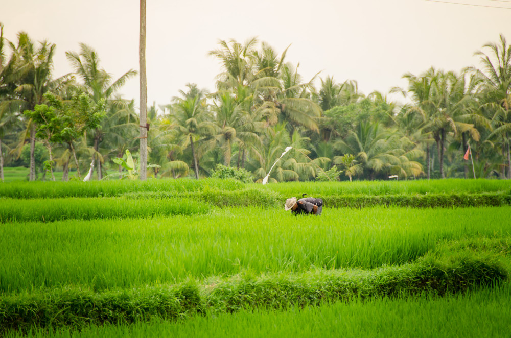 bali_affen_tempel_reisfelder-22