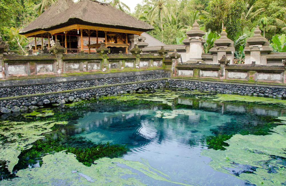 bali_affen_tempel_reisfelder-26