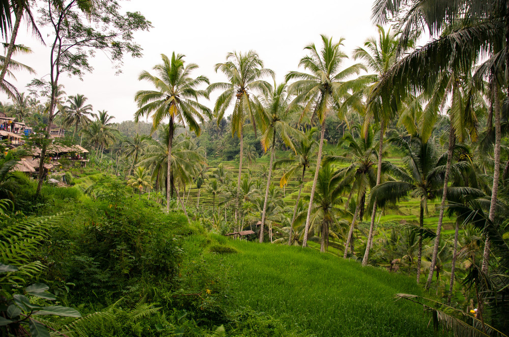 bali_affen_tempel_reisfelder-29