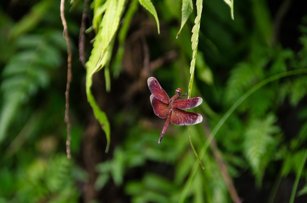 bali_affen_tempel_reisfelder-30