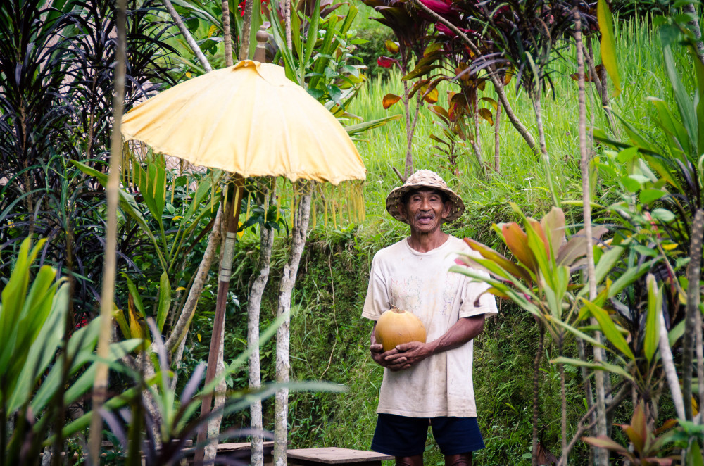 bali_affen_tempel_reisfelder-32