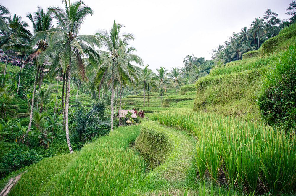 bali_affen_tempel_reisfelder-33