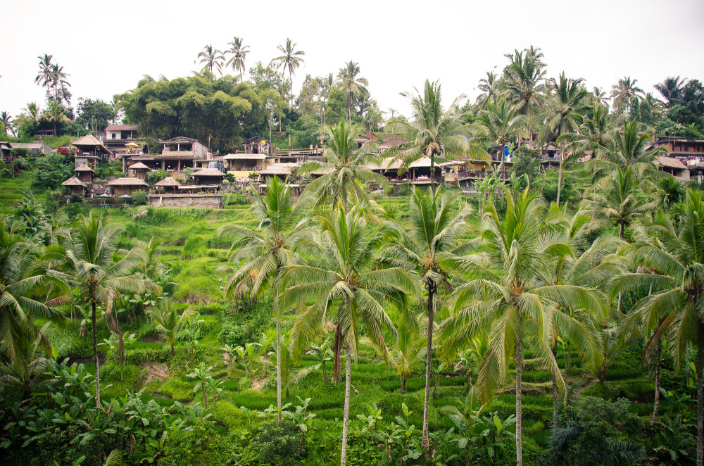 bali_affen_tempel_reisfelder-34