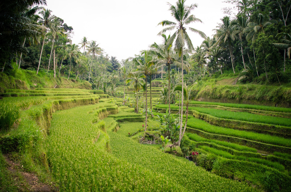 bali_affen_tempel_reisfelder-36