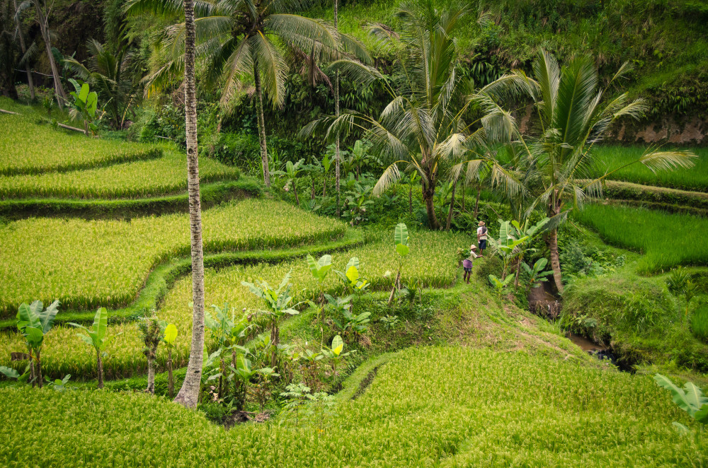 bali_affen_tempel_reisfelder-38