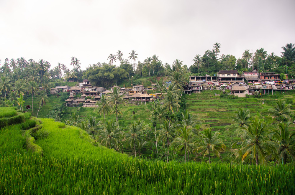 bali_affen_tempel_reisfelder-40