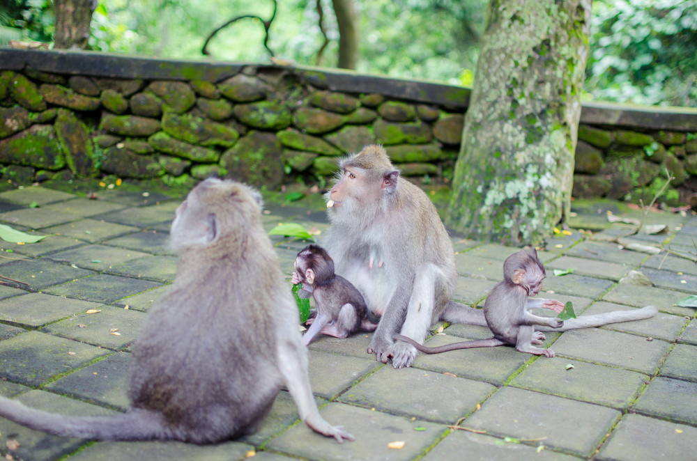 bali_affen_tempel_reisfelder-6